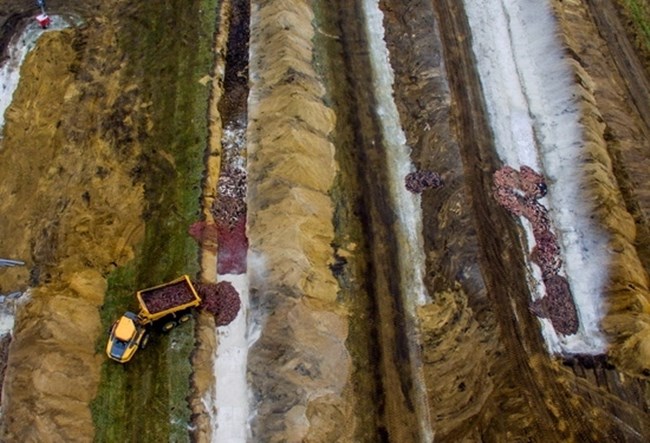 지난달 살처분된 수천 구의 밍크 사체가 덴마크 웨스트 주틀랜드 인근의 공터에 묻히고 있다. 사진=로이터 연합뉴스