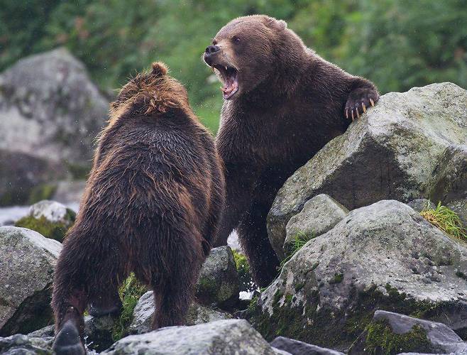 러시아 불곰 중 가장 동쪽에 서식하고 있는 캄차카 불곰. /에어러시아 홈페이지