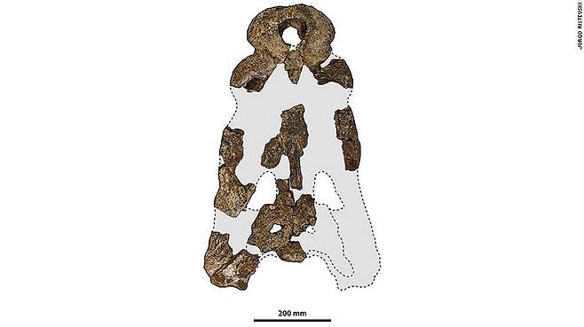 연구진은 두개골 화석 조각을 사용해 고대 악어의 전체 크기를 추정했다.(사진=퀸즐랜드대)