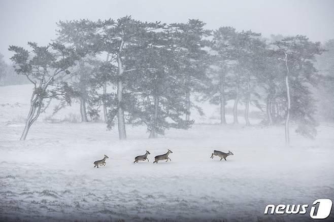 '합성' 사실이 드러나 제12회 제주국제사진공모전 대상 수상이 취소된 '설원에 노루 나들이' /© 뉴스1