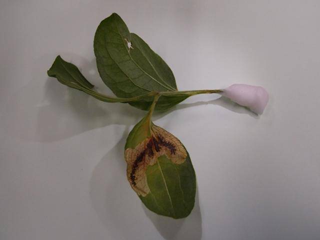 찔레어리굴나방 유충의 흔적. 국립생물자원관 제공