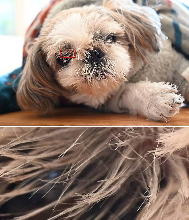 화소 수가 높다보니, 24-70mm으로 촬영 후 크롭하는 것으로 간이 접사 결과물을 만들 수 있을 정도다. 출처=IT동아