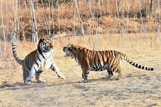 국립백두대간수목원의 호랑이 숲에 가면 축구장 7배 크기의 넓은 곳에서 뛰노는 호랑이 한청과 우리, 두만이를 만날 수 있다. [사진 국립백두대간수목원]