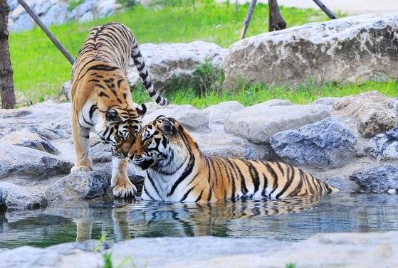 국립백두대간수목원의 호랑이 숲에 가면 축구장 7배 크기의 넓은 곳에서 뛰노는 호랑이 한청과 우리, 두만이를 만날 수 있다. [사진 국립백두대간수목원]