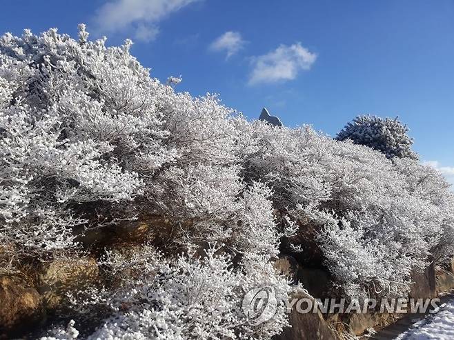 부산 첫눈 (부산=연합뉴스) 30일 오전 부산진구 백양산에 눈에 쌓여 있다. 부산은 이날 공식 적설량은 기록하지 못했지만, 일부 산간 지역에 눈에 쌓였다. 2020.12.30 [부산진구 제공. 재판매 및 DB 금지] handbrother@yna.co.kr