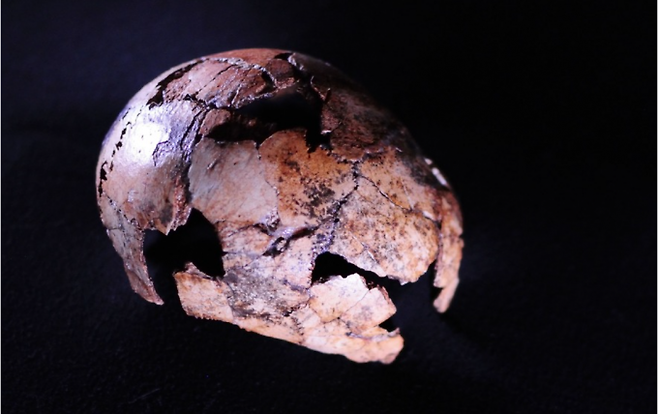 남아프리카공화국에서 발견된 호모 에렉투스의 두개골. 약 200만 년 전 것으로 지금까지 발견된 화석 가운데 가장 오래됐다. 요하네스버그대 제공