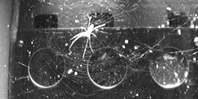 2011년 국제우주정거장(ISS) 실험장에서 무중력 상태에서 거미줄을 지은 무당거미. 바이오서브 우주기술, 콜로라도대 보울더 캠퍼스 제공.