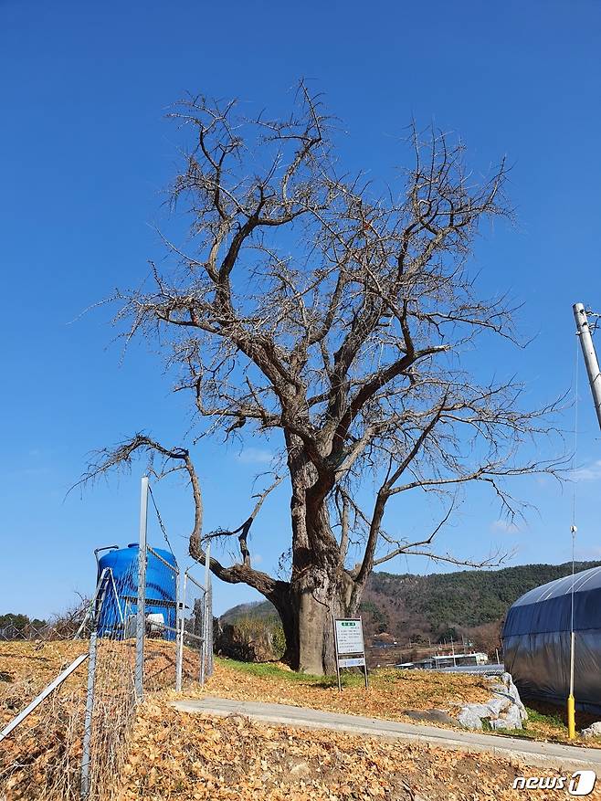 충북 보은군 탄부면 석화리 앞에 있는 540년 된 은행나무. (보은군 제공)© 뉴스1