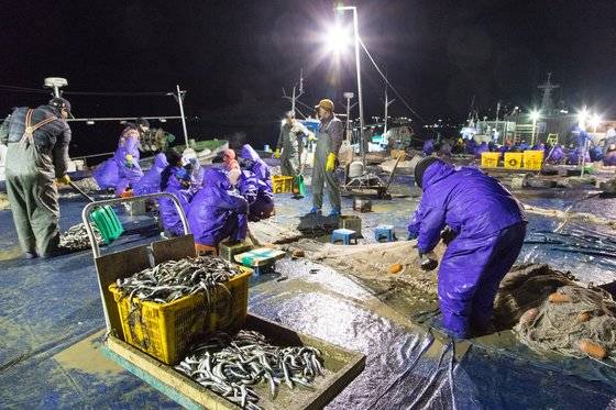 양미리는 늦가을부터 겨울까지 동해 연안에서 잡힌다. 양미리 잡은 배가 드나드는 속초항 양미리부두에서는 그물서 고기를 떼는 고된 노동이 늦은 밤까지 이어진다. 어민들은 짬짬이 양미리구이를 먹으며 허기를 달랜다. 최승표 기자