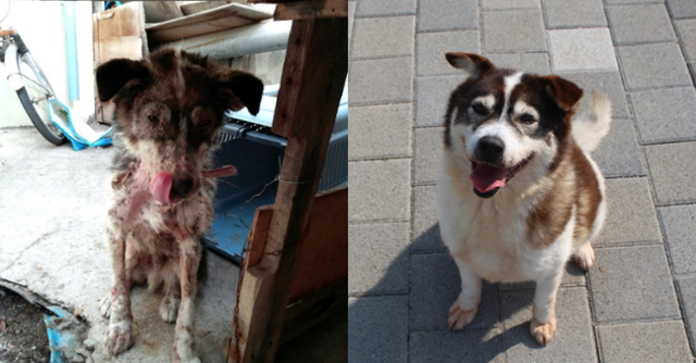 2014년 6월 대구의 한 보호소에서 구조 당시 보송이(왼쪽)는 마르고 심한 피부병을 앓고 있었으나 구조후 완쾌하고 새 가족을 기다린 지 7년이 되간다. 팅커벨프로젝트 제공