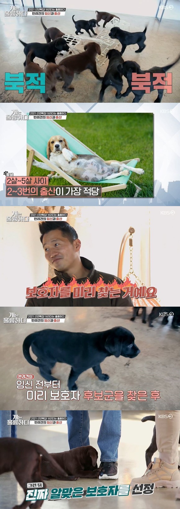 /사진= KBS 2TV 예능 '개는 훌륭하다' 방송 화면