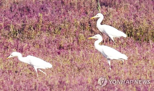 서산 가로림만서 발견된 노랑부리백로 (서울=연합뉴스) 지난해 10월 6일 국내 최초의 해양생물 보호구역인 충남 서산시 가로림만에서 천연기념물 제361호인 노랑부리백로 3마리가 먹이를 찾고 있다. 2021.1.4. [서산시 제공. 재판매 및 DB 금지] photo@yna.co.kr