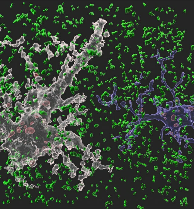 네이쳐에 수록된 연구 이미지. 흰색 별아교세포와 파란색 미세아교세포가 시냅스(정상 시냅스는 녹색, 신경교세포에 의해 제거된 시냅스는 붉은색)를 제거하고 있는 모습.