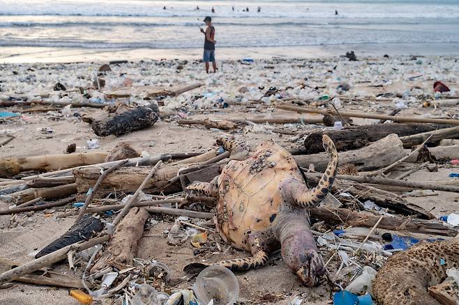 발리 쿠타 해변에 밀려든 쓰레기 사이에서 바다거북의 사체가 보인다.  /EPA 연합뉴스