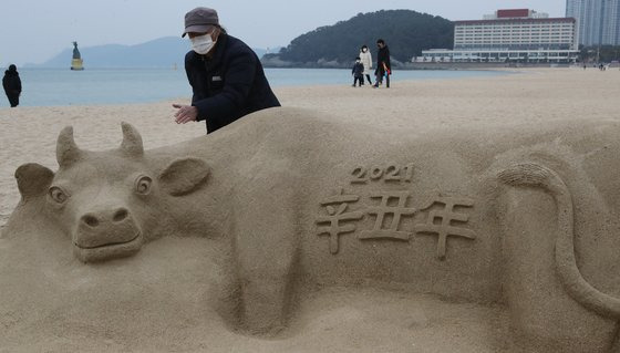 신축년 새해를 맞아 김길만 모래조각가가 5일 부산 해운대해수욕장에서 모래로 황소를 조각하고 있다. 김작가는 "황소처럼 느리지만 천천히 코로나19를 이겨냈으면 하는 맘으로 조각을 만들게 됐다"고 말했다. 크기는 가로 1.5m,세로 1m 이다. 송봉근 기자