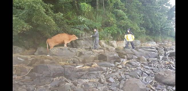 지난해 8월 수해로 남해까지 떠내려온 구례 소를 구조하는 모습./남해군
