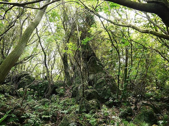 제주 서귀포시 대정읍 제주곶자왈도립공원의 곶자왈 지대.