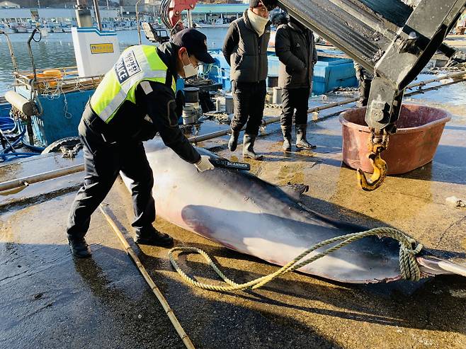 해경 관계자들이 6일 강원 고성군 문암항 동방 0.7해리 해상에서 그물에 걸려 죽은 채 발견된 밍크고래를 항구로 옮겨 감식작업을 벌이고 있다. 속초해양경찰서 제공
