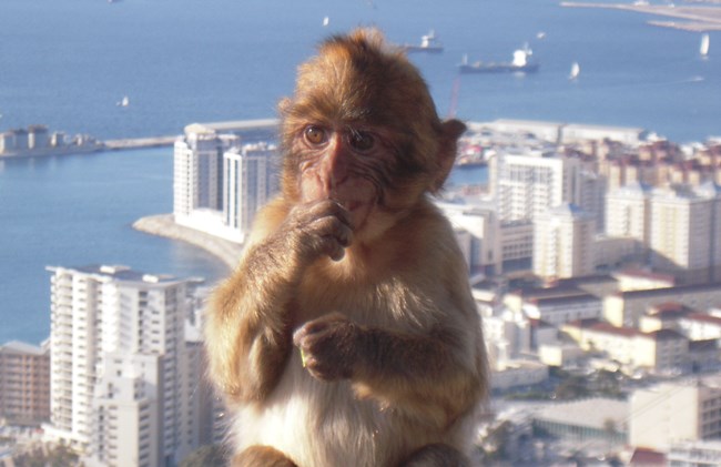 바르바리 마카크 원숭이