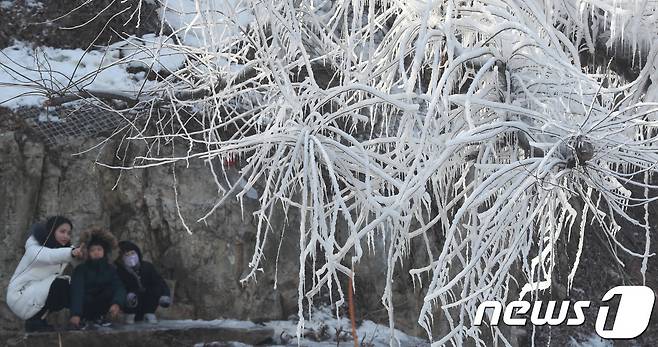 대전 유성구 한 마을을 찾은 어른과 아이들이 나뭇가지에 꽁꽁 얼어붙은 고드름을 바라보며 추위를 실감하고 있다.  © News1
