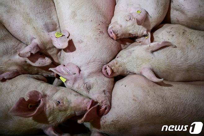 돼지. © AFP=뉴스1