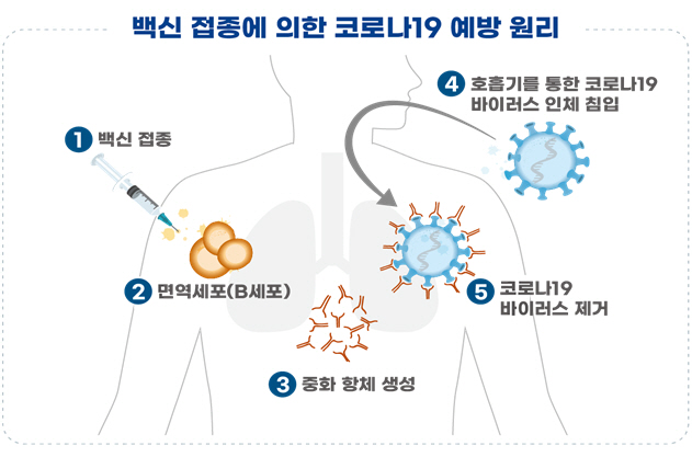 백신에 의한 코로나19 예방 원리 코로나19 백신을 접종받으면(1), 인체 내로 들어온 백신의 항원 성분들이 면역세포(B 세포)를 자극시키고(2), 자극된 B 세포에서 바이러스를 제거할 수 있는 중화항체를 만들어서 몸속에 보관하고 있게 된다(3). 향후 코로나19 바이러스가 호흡기를 통해 침입하는 경우(4), 몸속의 중화항체가 침입한 코로나19 바이러스를 제거하게 된다(5)./식품의약품안전처 제공