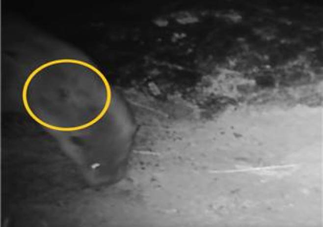 성내천에서 발견된 상처입은 수달. 사회적협동조합 '한강' 제공