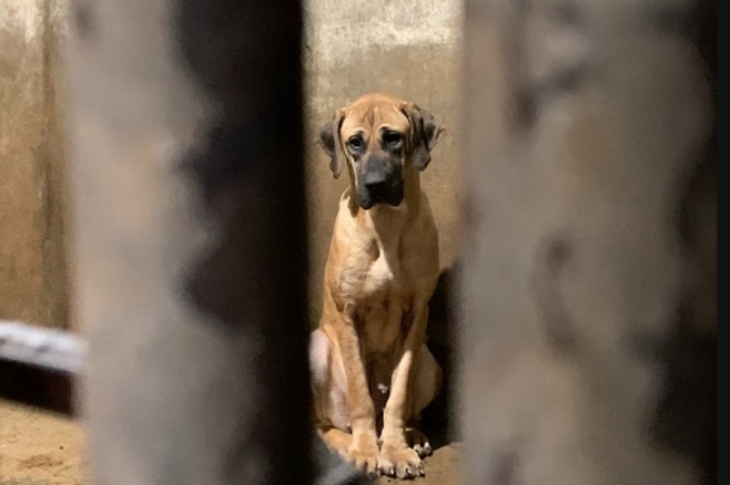 부산 전통시장 건강원에서 불법적인 개 도살이 일어났다는 고발이 접수돼 경찰이 수사에 나섰다. 사진은 해당 건강원에서 발견된 개.  부산동물사랑길고양이보호연대 온라인 커뮤니티 캡처