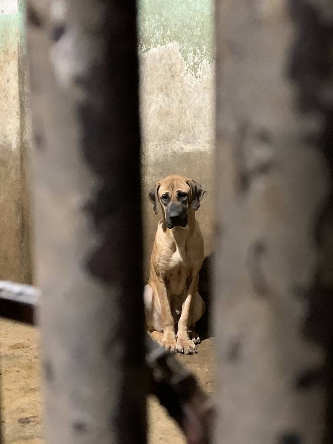 구조된 개 [부산동물사랑길고양이보호연대 제공. 재판매 및 DB 금지]