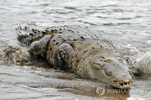 파나마 코이바 국립공원의 악어 [EPA=연합뉴스]