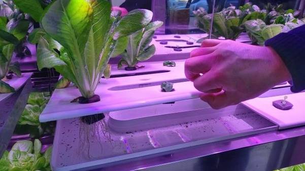 식물공장 안에 작은 묘종과 20일만에 자라난 작물이 함께 놓여있다. /권오은 기자