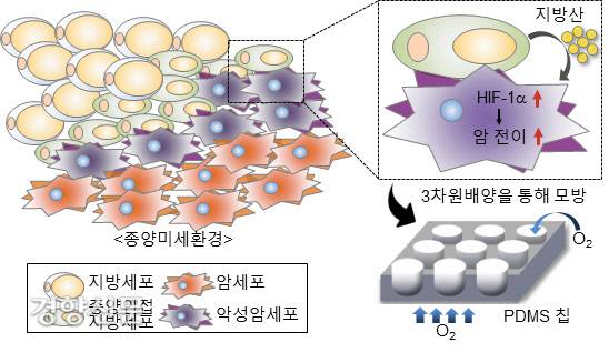 서울대 전양숙 교수팀의 연구 개념도. 실제 몸 속처럼 암세포(빨간색)와 지방세포(노란색)를 밀착시켜 자라도록 했다. 그러자 ‘유리 지방산’이 암세포 전이를 심화한다는 결과가 확인됐다. 서울대 제공