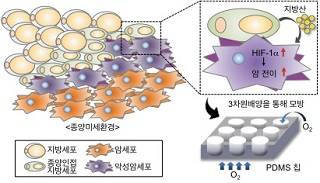 지방산-저산소유도인자 신호전달 체계 개념도 및 3차원 암미세환경 모델 PDMS 기반 3차원 배양칩을 이용하여, 암세포(붉은색)와 지방세포(노란색)가 인접해 있는 종양미세환경을 구축하였음. 이 시스템을 통해 종양인접 지방세포가 암세포에 지방산을 제공하여 암세포의 전이능을 증가시키는 지방산-저산소적응 유도인자 경로를 밝힘/자료=서울대학교 전양숙/서지은