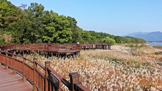 대청호 오백리길 동구 추동구간에 조성된 호반 억세군락. /사진제공=대전시