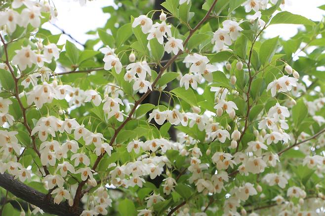 때죽나무꽃.