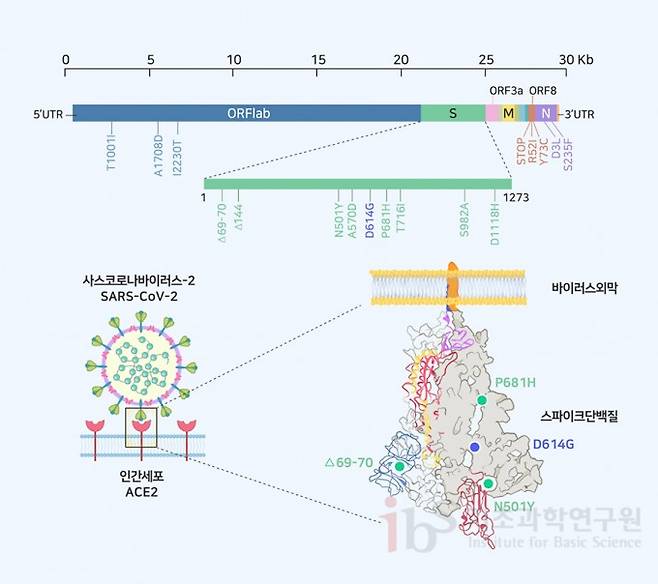 영국에서 발생한 B117 사스코로나바이러스-2 변이체와 스파이크 돌연변이. 8개의 스파이크 돌연변이 중에서 기능적으로 중요할 것으로 예상되는 3개의 돌연변이(초록색)만 3차 구조 모식도에 표시하였다. 기존의 D614G 돌연변이(D614G) 위치도 참고로 표시하였다. IBS 제공