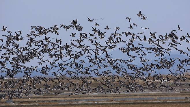 천수만 철새도래지를 찾은 철새들이 비상하고 있다.