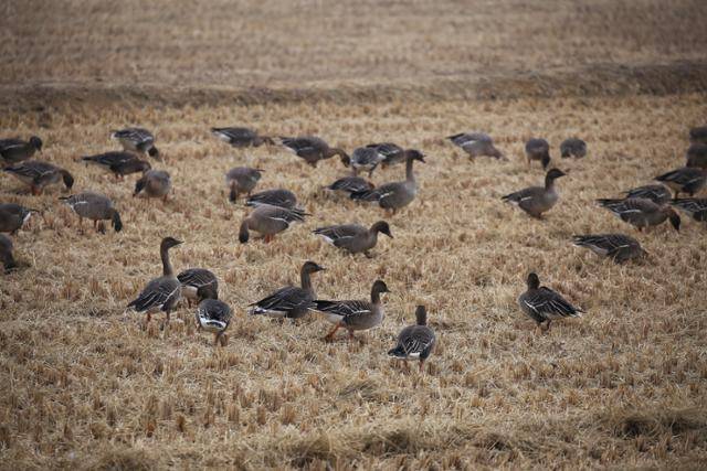 김포공항 주변의 농지는 경인지역 생태계의 보고다. 그 중 절반 가량이 3기 신도시 대장지구와 계양지구로 됐다. 최성용 작가 제공