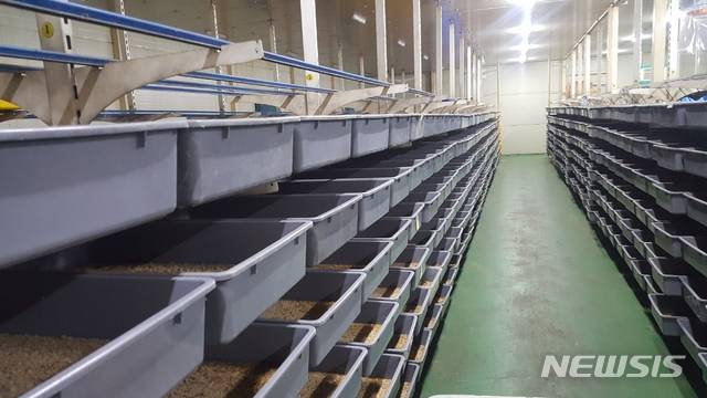 식용 갈색거저리 사육장