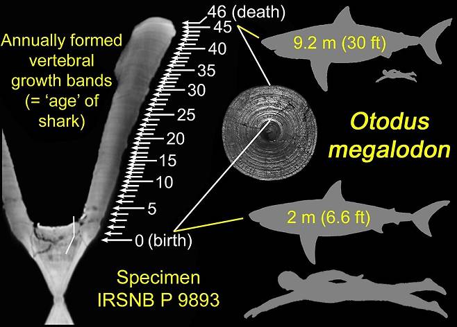 연구진은 메갈로돈 척추 화석의 성장 고리를 분석해 어미 몸 밖으로 나왔을 때의 몸길이가 2m에 달했다는 점을 알아냈다.(사진=시마다 겐슈 교수 제공)