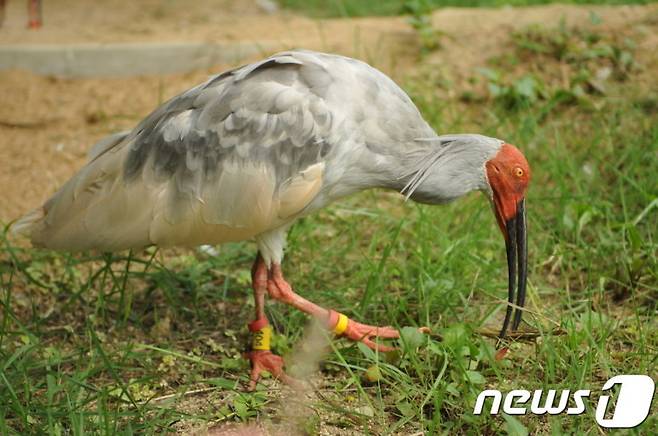 우포따오기복원센터가 인공 증식해 야생으로 방사한 따오기. © 뉴스1 DB.
