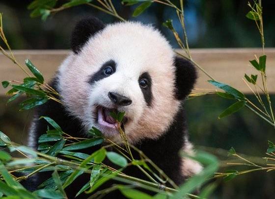 최초로 우리나라에서 태어난 자이언트 판다 푸바오. 지난 4일 에버랜드 판다월드 방사장에서 일반에 공개됐다. [사진 에버랜드]