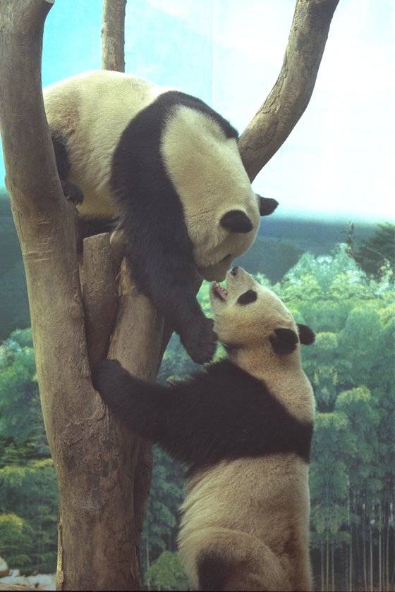 94~98년 에버랜드에 임대돼 왔던 팬더 커플 밍밍(수컷)과 리리. [중앙포토]