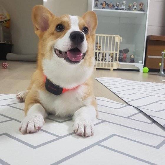 펫펄스를 착용한 강아지. 펫펄스는 강아지의 소리, 심박수, 호흡량 등을 분석해 감정 상태를 주인의 휴대전화로 보내준다. [사진 너울정보]