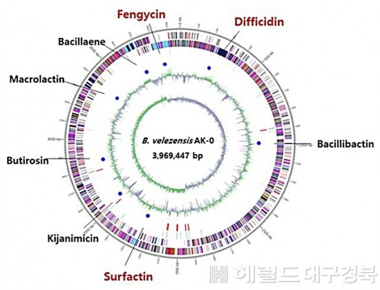 사과 탄저병 방제 균주 AK-0 유전체 (안동대 제공)