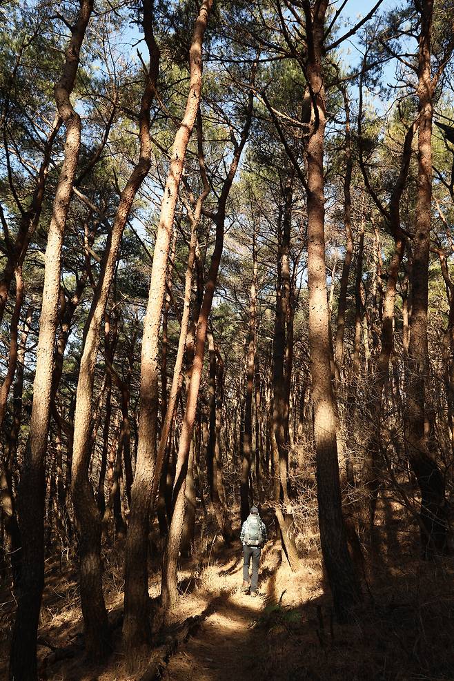 갈림길을 지나면 나이를 헤아릴 수 없는 소나무가 숲을 이룬다.