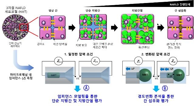 임피던스 이용해 비알코올성 지방간 진행을 측정하는 기술 모식도 [안전성평가연구소 제공. 재판매 및 DB 금지]