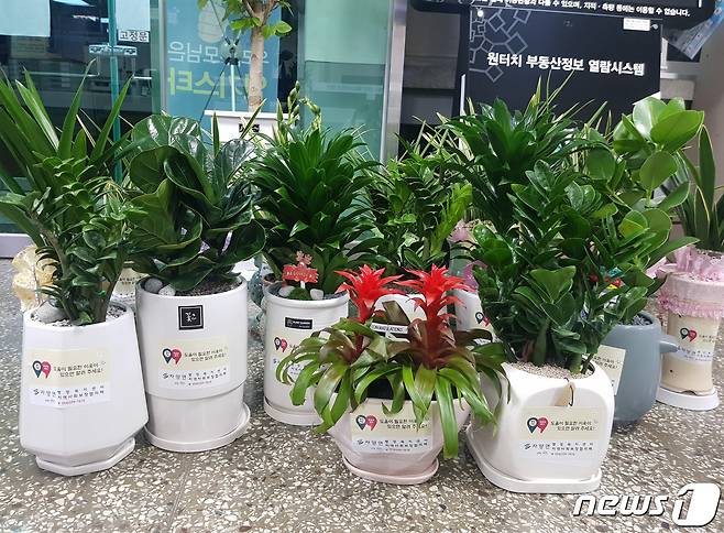 영천시가 독거노인들에게 선물한 화분.(영천시 제공)2021.1.15/© 뉴스1