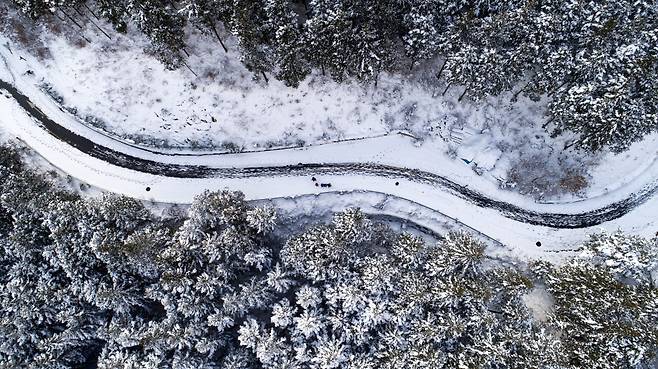 지난 1일 전남 장성군 축령산 편백숲의 정수리는 뾰족했다./김영근 기자