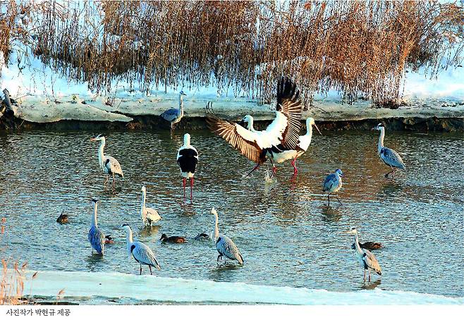 전북 고창군 관내 곳곳에서 천연기념물 황새 무리가 잇따라 목격됐다. 사진작가 박현규씨 제공